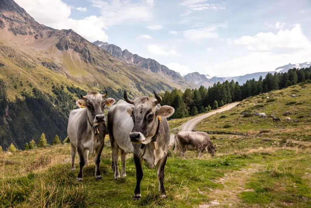 Drei Kühe grasen an einem Berghang - perfekt für einen nachhaltigen Urlaub in den Alpen.